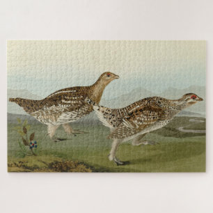 Puzzle Tétras à queue fine - Audubon's Birds of America