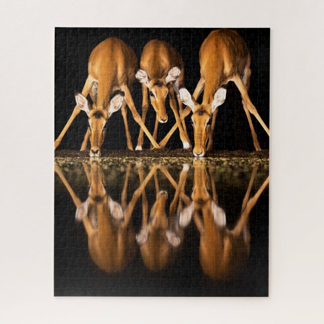 Puzzle Three Impala Drink Together at Night (Vertical)