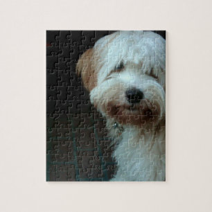 Puzzle tibétain terrier 2