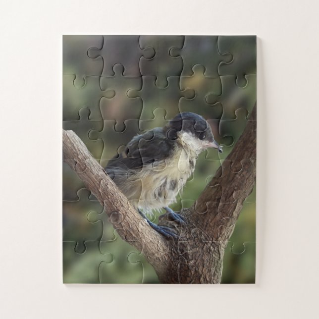 Puzzle Tidi my Bird le Parus Major (Vertical)