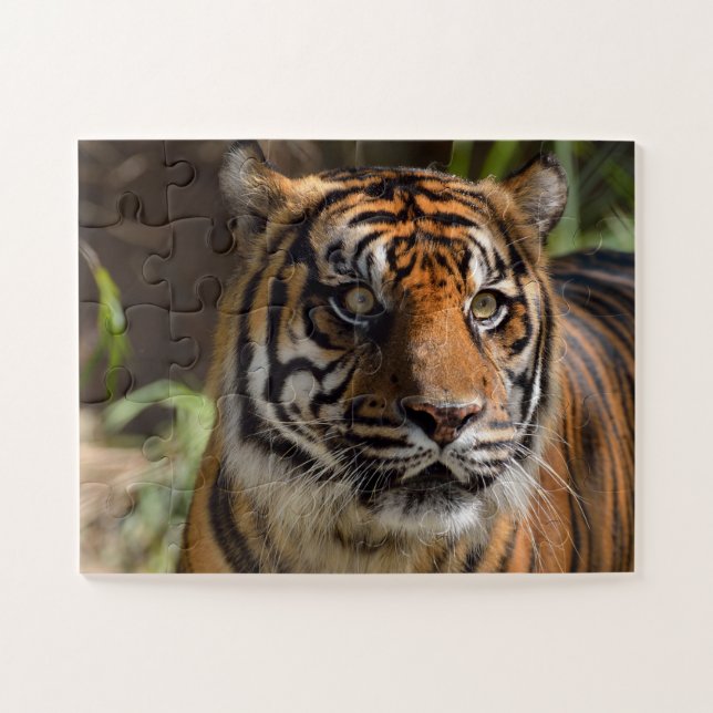 Puzzle Tiger (Horizontal)