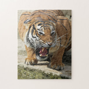 Puzzle Tiger_2015_0156
