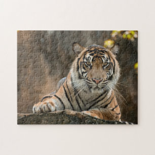 Puzzle Tigre