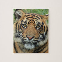 puzzle tigre