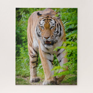 Puzzle Tigre Adulte Prowling Parmi Les Feuilles Vert Clai