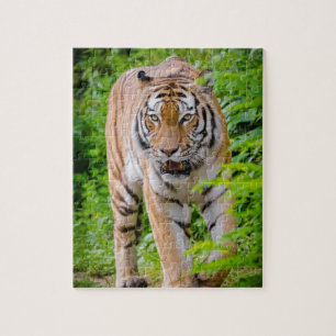 Puzzle Tigre Adulte Prowling Parmi Les Feuilles Vert Clai