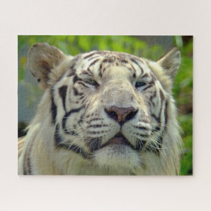 Puzzle Tigre Blanc de Près #2