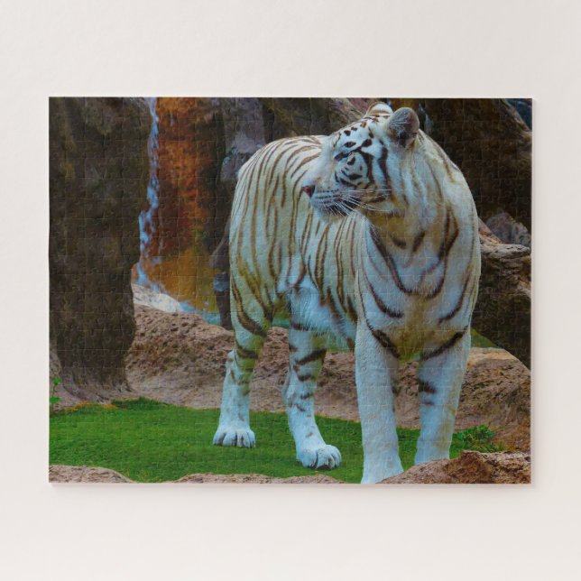 Puzzle Tigre blanc du Bengale. Grands félins. (Horizontal)