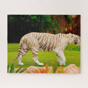 Puzzle Tigre blanc du Bengale. Gros Chats.