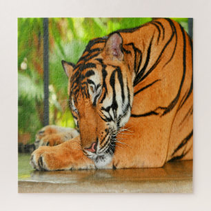 Puzzle Tigre couchant