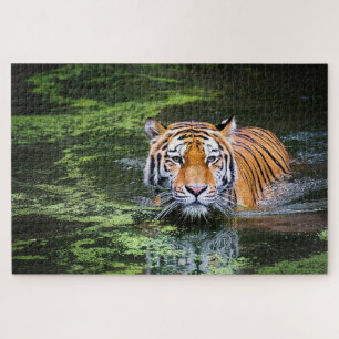 Puzzle Tigre de natation