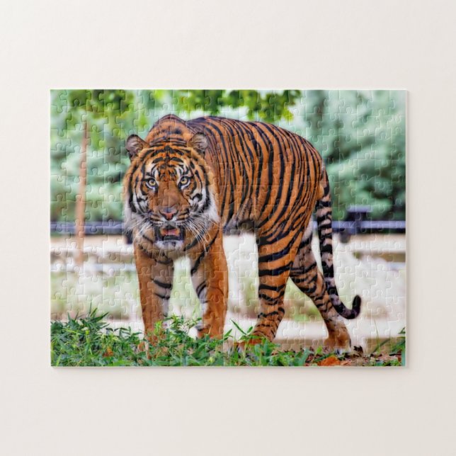 Puzzle Tigre de Sumatra. Grands félins. (Horizontal)