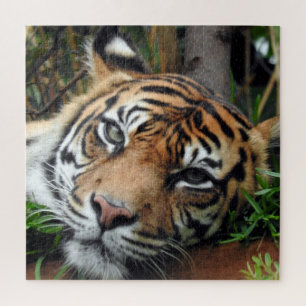 Puzzle Tigre de Sumatran