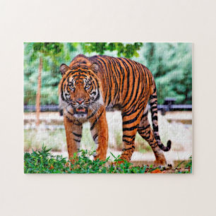 Puzzle Tigre de Sumatran. Grands chats