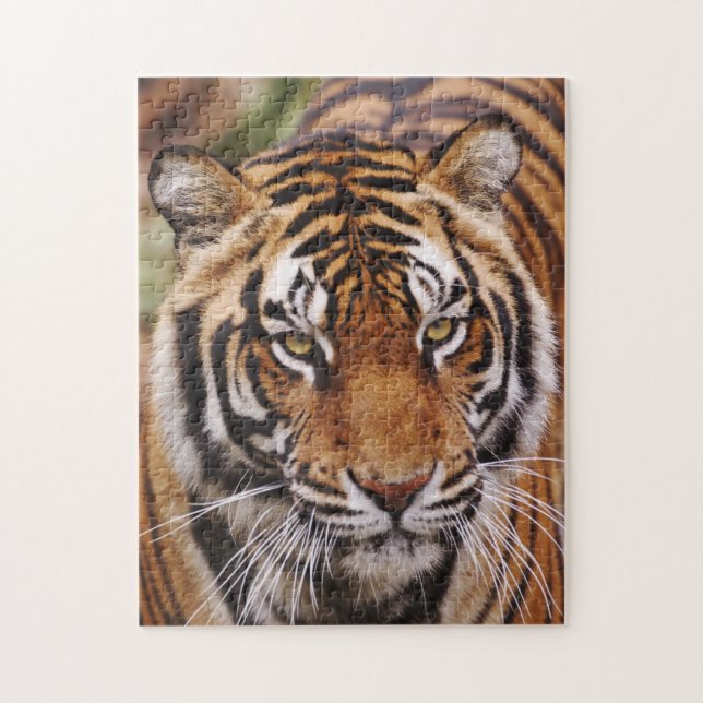 Puzzle Tigre du Bengale, Panthera tigris (Vertical)