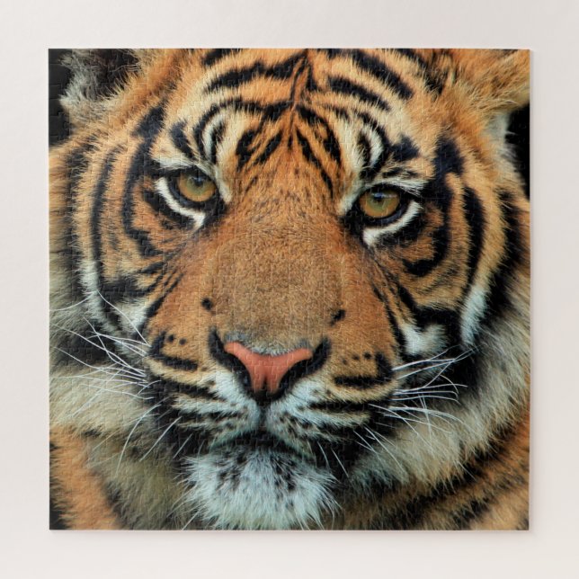 Puzzle Tigre - Visage  - (Vertical)