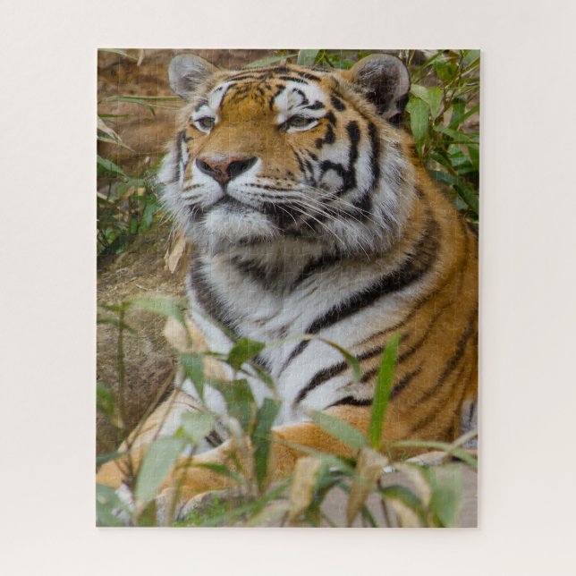 Puzzle Tigres Grands Félins. (Vertical)