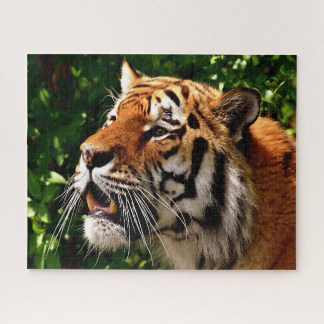 Puzzle Tigres Grands Félins. (Horizontal)