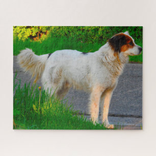 Puzzle Tornjak Dog Jigsaws.