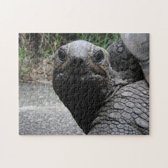 Puzzle Tortoise (Horizontal)