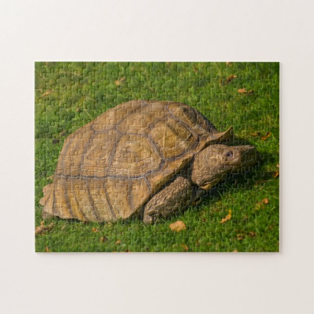 Puzzle Tortoise (Horizontal)
