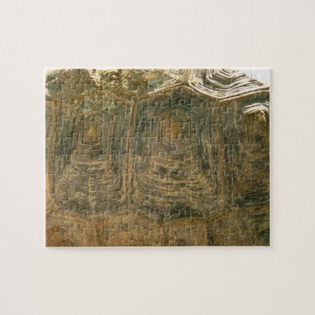 Puzzle Tortoise Shell Nature Photo (Horizontal)