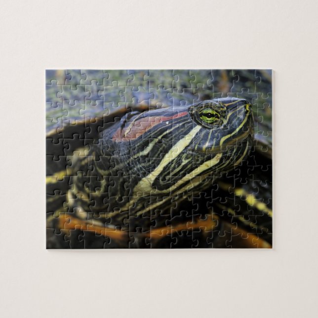 Puzzle Tortue à oreilles rouges, Trachemys scripta elegan (Horizontal)