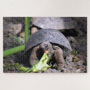 Puzzle tortue des bébés galapagos