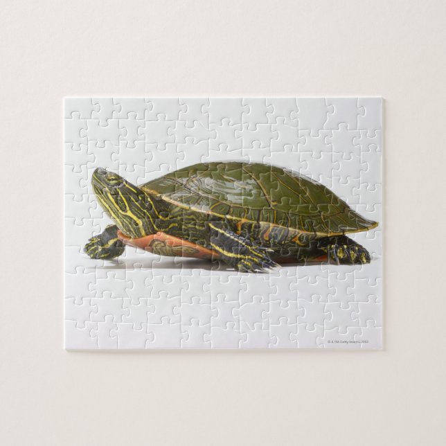 Puzzle Tortue peinte occidentale (Chrysemys picta bellii) (Horizontal)