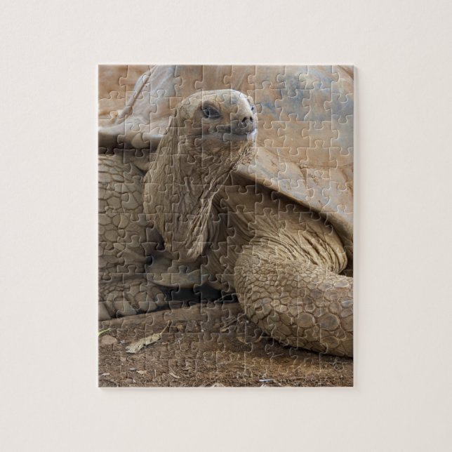 Puzzle Tortue terrestre des Seychelles Aldabran (Vertical)