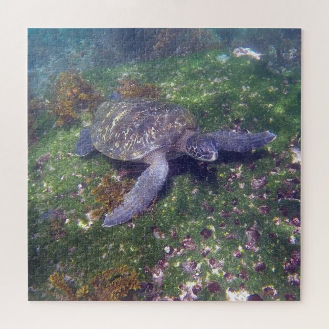 Puzzle tortue verte des Galapagos (Horizontal)