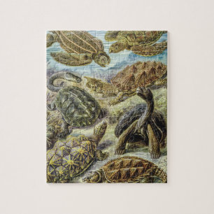 Puzzle Tortues de mer vintages par Ernst Haeckel