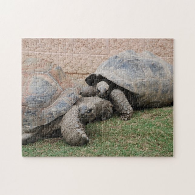 Puzzle tortues géantes (Horizontal)