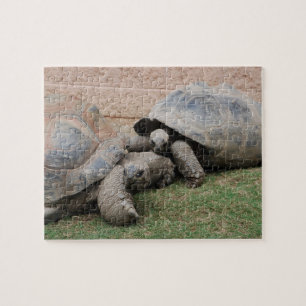 Puzzle tortues géantes