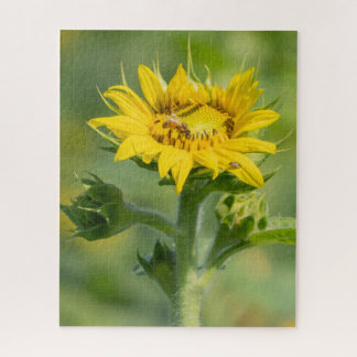 Puzzle tournesol