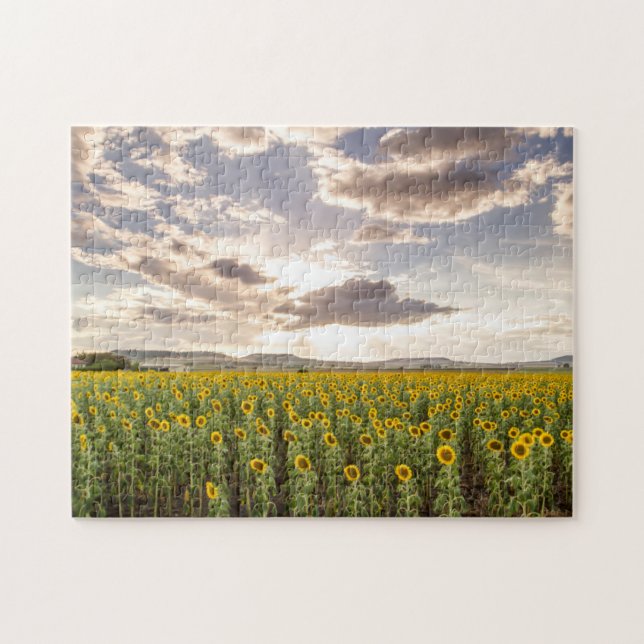 Puzzle Tournesols au coucher du soleil (Horizontal)