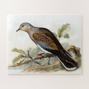 Puzzle Tourterelle Streptopelia Peinture Nature Oiseaux A