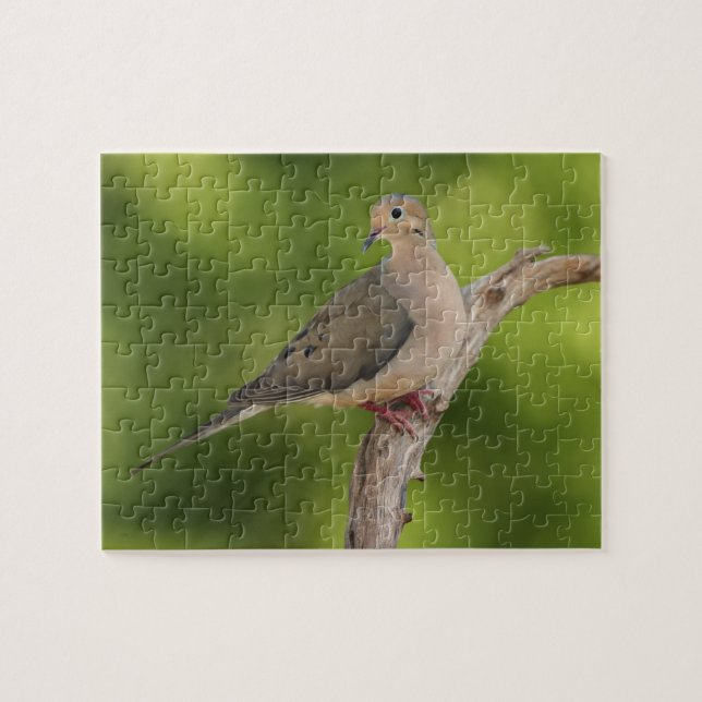 Puzzle Tourterelle triste, Zenaida macroura (Horizontal)