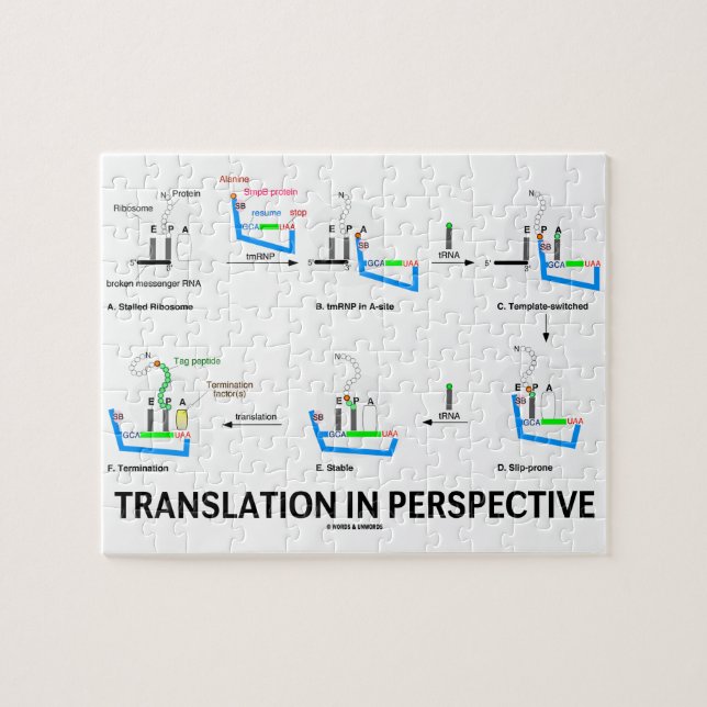 Puzzle Traduction dans la perspective (protéine de (Horizontal)