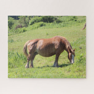 Puzzle Trait Breton cheval dans un champ