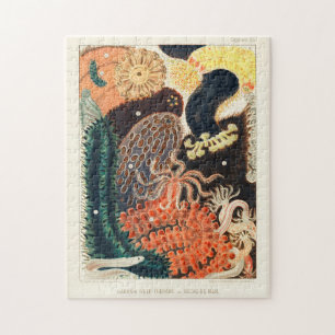 Puzzle Trepang de la Grande Barrière vintage ou Bêche-de-