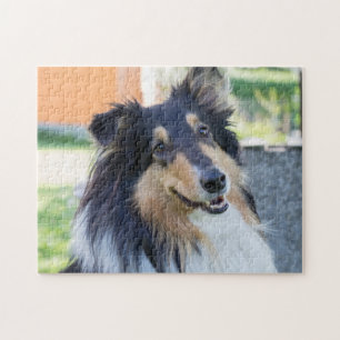 Puzzle Tri couleur Collie Chien Chien Chien Chien Chien C