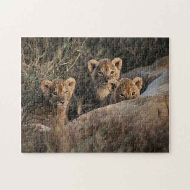Puzzle Trio de lionceaux âgés de six semaines assis (Horizontal)