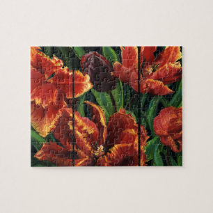 Puzzle "Triptyque de tulipes de perroquets"
