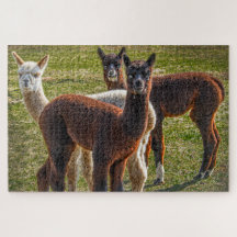 Trois Alpacas Amigos