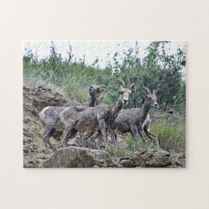 Puzzle Trois Chèvres De Montagne Sur Rocks Design Jigsaw