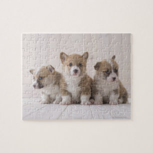 Puzzle Trois corgis de Gallois