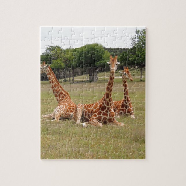 Puzzle Trois girafes à Fossil Rim (Vertical)