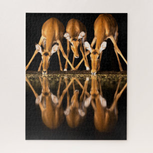 Puzzle Trois impalas boivent ensemble la nuit