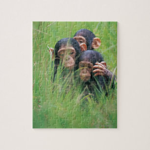 Puzzle Trois jeunes chimpanzés (Pan troglodytes) en